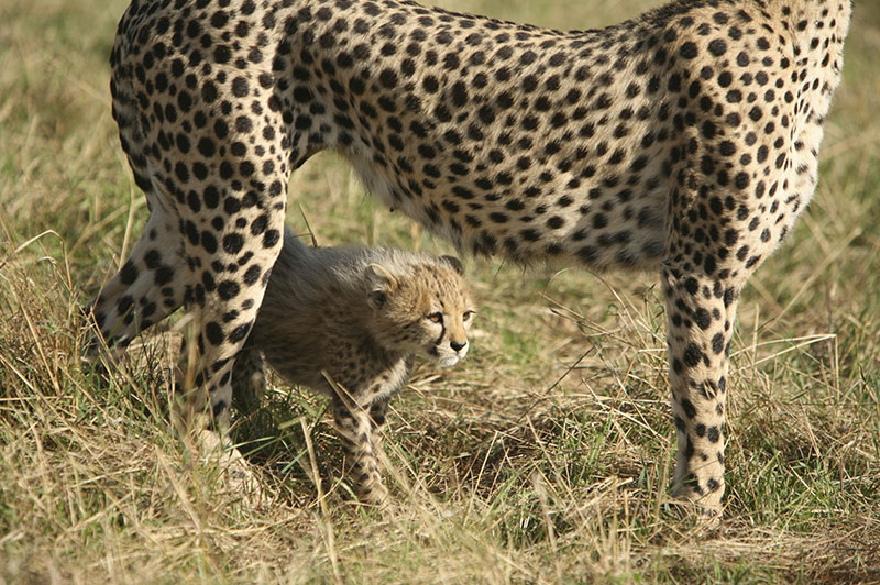 Rencontres kenya